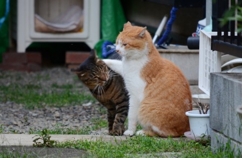 しろいたちのひとりごと。 お金と旅とうまいもん。